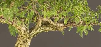 Image result for Acacia burkei