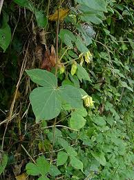 Image result for Rhynchosia mannii