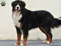 I have 9 siblings (most of whom are younger than me) that spend large amounts of time with my dogs playing. Bernese Mountain Dog Puppy Sophie Bernese Mountain Dog Puppy For Sale In Narvo Bernese Mountain Dog Breeders Bernese Mountain Dog Bernese Mountain Dog Puppy