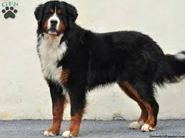 Are bernese mountain dogs good family pets? Bernese Mountain Dog Puppies For Sale Kennel Club Off 71 Www Usushimd Com