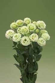 Image result for eustoma lisianthus in garden