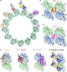 Ttl colombian models 20.039 views11 months ago. Tubulin Tyrosine Ligase An Overview Sciencedirect Topics