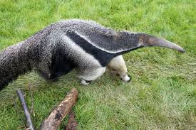 These New Animals Are Coming To John Ball Zoo In 2019 Mlive Com Animals Zoo John