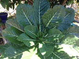 A staple of southern cooking, collard greens (brassica oleracea) are a nutritious leafy vegetable great for sautéing or mixing into a broth. Collards L A Green Glaze Change Making Com