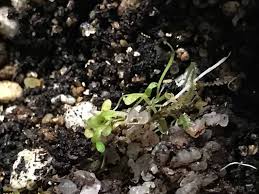 Image result for Uvaria welwitschii