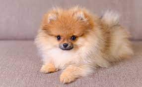 The term sable is a reference to the darkened bands on a dog's harsh, long guard hairs. When Do Pomeranian Puppies Shed Spinning Pom