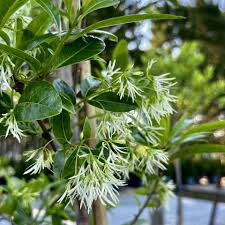 Image result for Chionanthus foveolatus