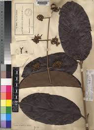 Image result for Dictyophleba lucida