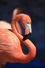 The club has still not agreed celebrations of flamengo's copa libertadores victory were marred by clashes between fans and. Flamingo Flamingo Bilder Tiere Susse Tiere