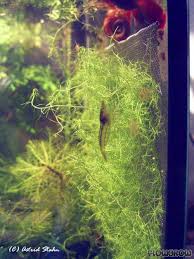 Image result for Utricularia gibba