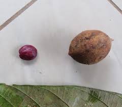 Image result for Cola clavata