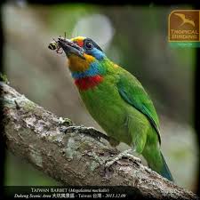 Taiwan Barbet Animals New Forest Bird Watching