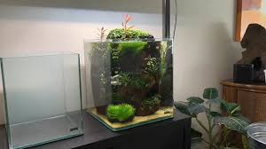 Water Change And Trimming Time The Lava Stone Nano Betta Tank Video Betta Tank Aquarium Square Fish Tank