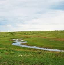 Image result for Baissea wulfhorstii