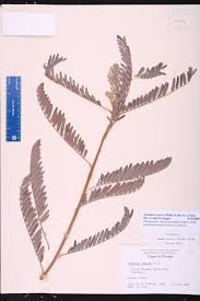 Image result for Sesbania sericea