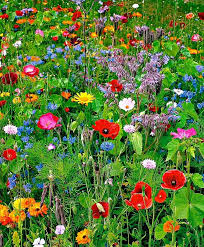 Love is always in the air here at the fleur du jardin, but even more so for valentines day. Home Garden 40 Inspirations Pour Un Jardin Anglais Fleurs Printemps Fleurs Sauvages Jardin Anglais