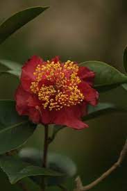 Camelia Japonica Camellia Perennials