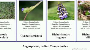 Image result for Triceratella drummondii