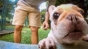 Sembawang quarantine station offers the best dog quarantine in singapore. Importing A Dog Into Singapore Sembawang Animal Quarantine Station Saqs Youtube