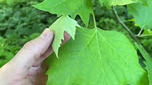 Leaf lobes have their own veins. Common Tree Leaf Id Palmate Leaves Tyler Arboretum