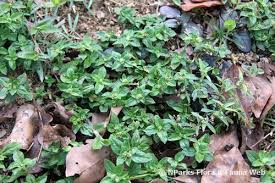 Image result for Spermacoce mauritiana