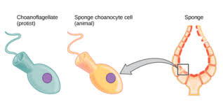 Which part of animal cell functions in the excretion of waste materials. Sponge Wikipedia
