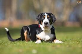 Stay updated about mountain dog puppies for sale uk. Greater Swiss Mountain Dog Dog Breed Facts Highlights Buying Advice Pets4homes