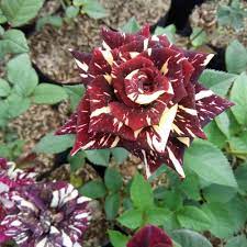 Beli bibit tanaman hias bunga mawar sekarang. Jual Bibit Tanaman Jadi Bunga Mawar Batik Candy Murah Grosir Termurah Kota Batu Almira Florist Tokopedia