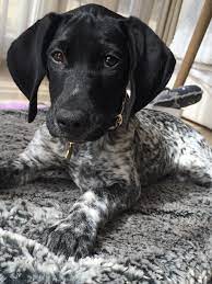 The german shorthaired pointer (gsp) is a medium to large sized breed of dog developed in the 19th century in germany for hunting. Pin On Dogs