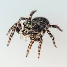 There are many species of spiders around the world such as the what are the symptoms of spider bites? Myth Too Many Camel Spider Tall Tales Burke Museum