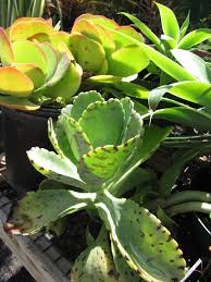 Image result for Kalanchoe marmorata