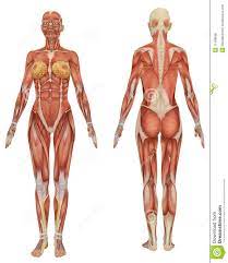 Muscles Torso Front Female Google Search Female Anatomy Reference Female Anatomy Anatomy Images