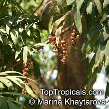 Image result for Lepisanthes