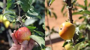 Apple pacific rose™ apple lady in red (pink lady®) apple royal gala; A Very A Peel Ing History Of Apples Babylonstoren Blog