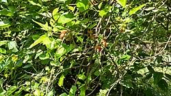 Image result for Morus indica