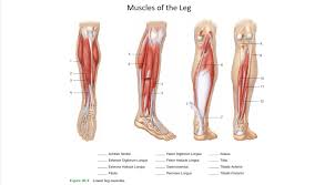 Related online courses on physioplus. Solved Muscles Of The Leg 5 6 2 10 3 2 11 12 Achilles Te Chegg Com