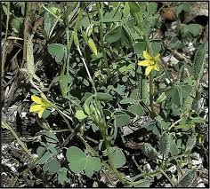 Image result for Euryops subcarnosus