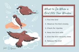 Know How To Help When Birds Hit Windows In 2020 Birds Hit Birds 2