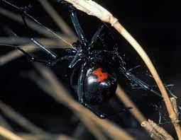 I live in a neighborhood with a lot of retaining walls with ledges and brickst and i actually go hunting the neighborhood. Black Widow Spiders Mdc Discover Nature