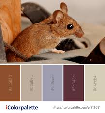 Color Palette Ideas From Mouse Fauna Muridae Image Color Palette Color Palette Living Room Color Textures