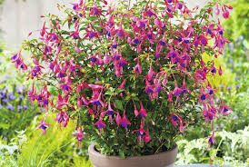 Some suppliers will be able to provide you with large quantities of seed for a big project as well as small seed packets and individual plants. 3 Of The Best Perennials For Containers