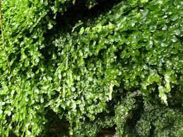 Image result for Rothia hirsuta