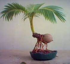 Bonsai merupakan tanaman miniatur dari bentuk asli pohon yang berukuran besar. Bonsai Kelapa Cocos Nucifera Bonsai Plants Bonsai Fruit Tree Flowering Bonsai Tree