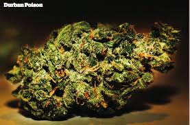 Pink cookies aka wedding cake | hybrid | gsc x cherry pie | 3.5g | when you start with great building block strains, the resulting lineage evolves into . 25 Greatest Strains Of All Time High Times