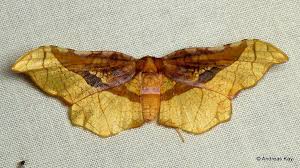 Picture Winged Leaf Moth Belonoptera Selenioides Thyrididae Moth Beautiful Butterflies Insects