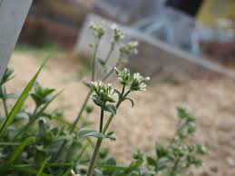 蓼食う虫も好き好き
