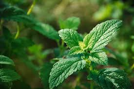Image result for Melissa officinalis