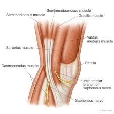 Place your hands on the floor in front of you. Patellar Tendinitis Quadriceps Tendinitis Sports Medicine