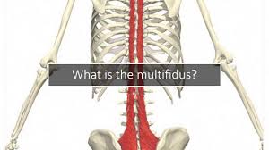There are two tendons involved that help to cut down on the friction caused by the movements. Lumbar Multifidus Physiopedia