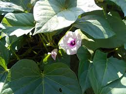 Image result for Ipomoea batatas